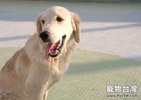 喂金毛常食雞肝的六大危害
