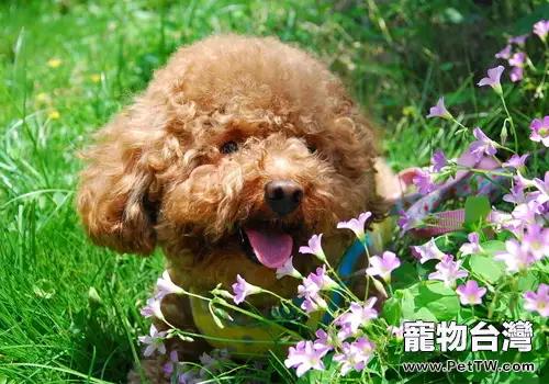 狗狗的夏季養護要點