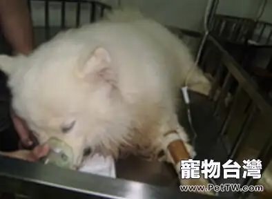 狗狗的夏季養護要點