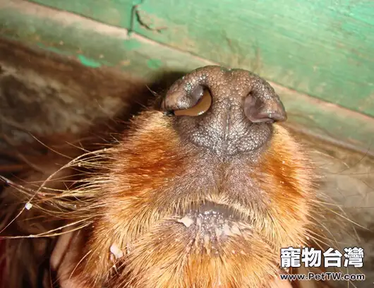 狗狗的夏季養護要點