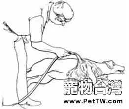 狗狗的夏季養護要點