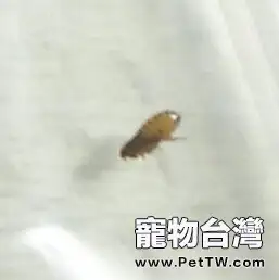 狗狗的夏季養護要點