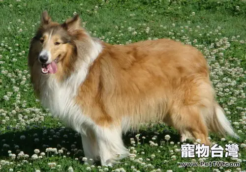 關於柯利犬的先天遺傳缺陷