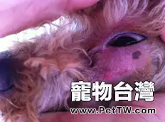 犬皮膚病的發病原因及防治調查報告