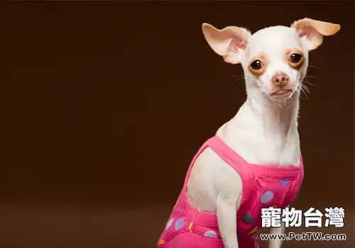 犬皮膚病的發病原因及防治調查報告(共9張圖片)-寵物台灣
