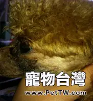 犬皮膚病的發病原因及防治調查報告