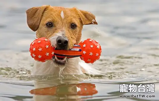 讓狗狗成為游泳健將的辦法