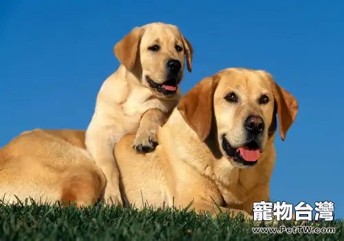 辨認狗狗長寄生蟲的方法