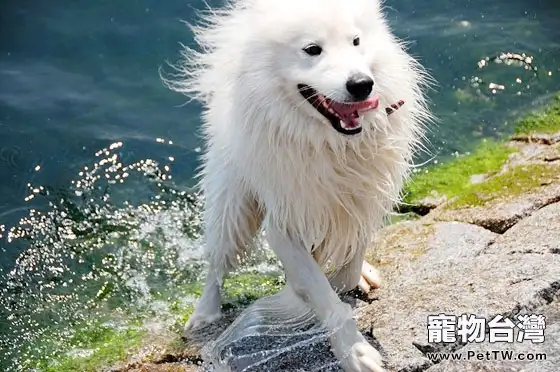 梅雨季節如何預防狗糧變質(1圖)-寵物台灣