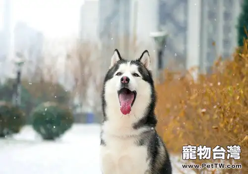 哈士奇幼犬如何餵養