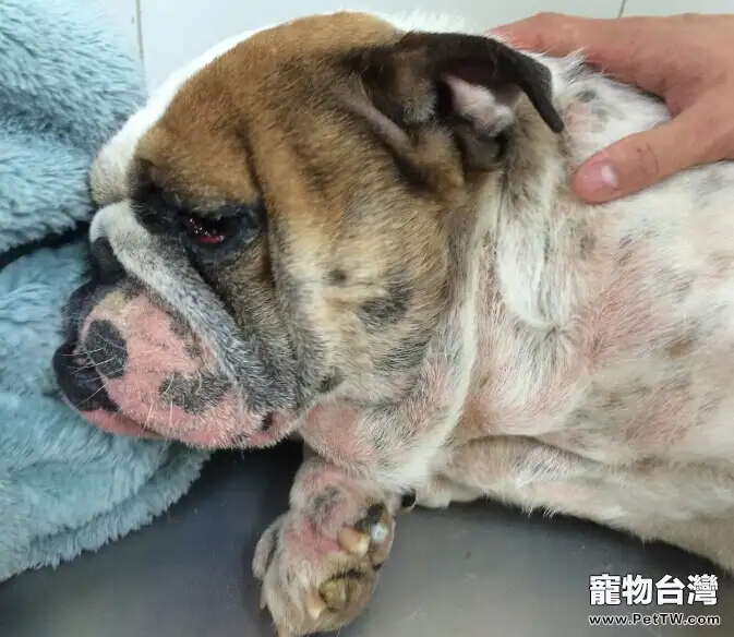 犬疥螨和真菌混合感染性皮膚病(共5張圖片)-寵物台灣