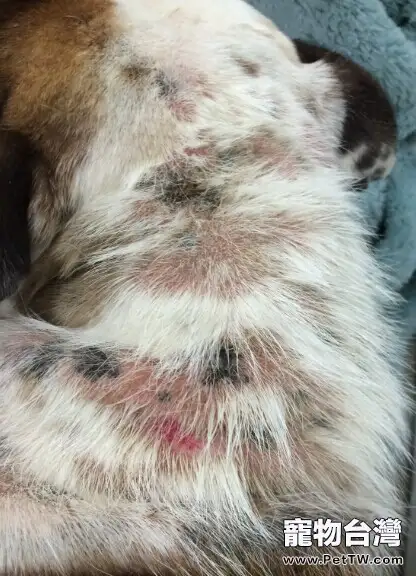 犬疥螨和真菌混合感染性皮膚病