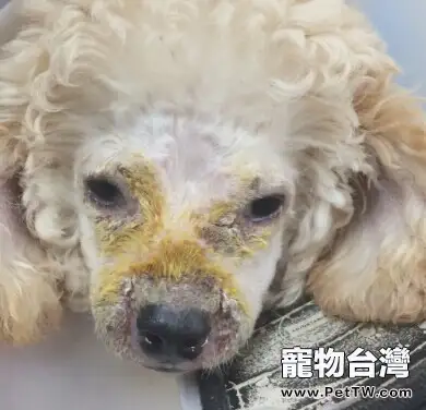 犬膿皮病的發病機理及診治體會