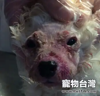 犬膿皮病的發病機理及診治體會