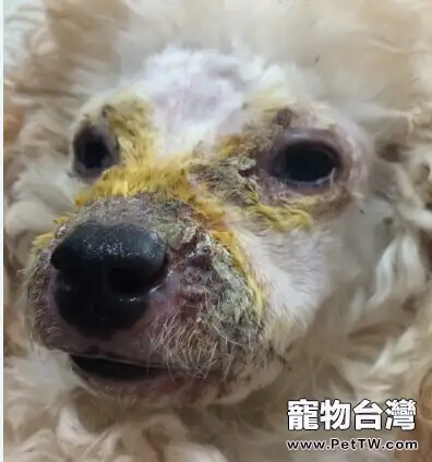 犬膿皮病的發病機理及診治體會