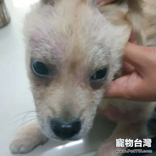 犬蠕形螨的診斷與治療