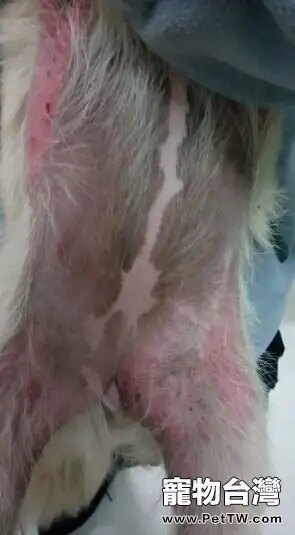 犬蠕形螨的診斷與治療