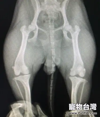 泰迪犬髕骨脫位的診治