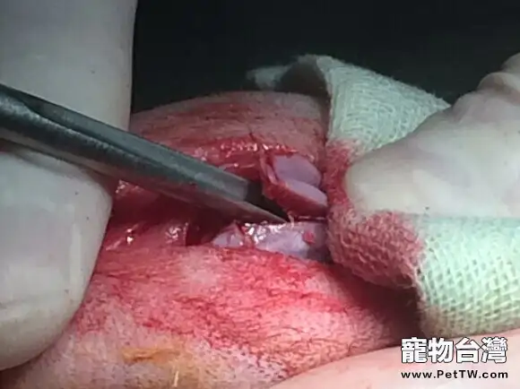 泰迪犬髕骨脫位的診治