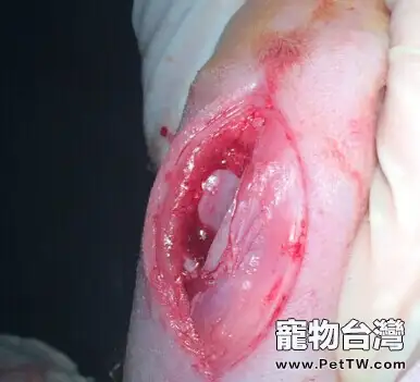 泰迪犬髕骨脫位的診治
