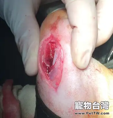 泰迪犬髕骨脫位的診治