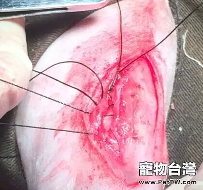 泰迪犬髕骨脫位的診治