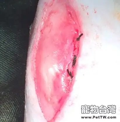泰迪犬髕骨脫位的診治