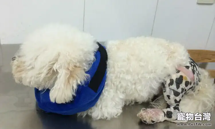 泰迪犬髕骨脫位的診治