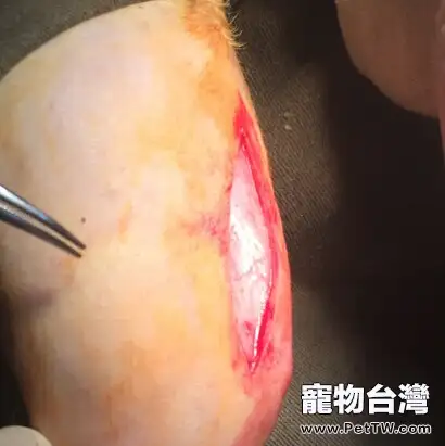 泰迪犬髕骨脫位的診治