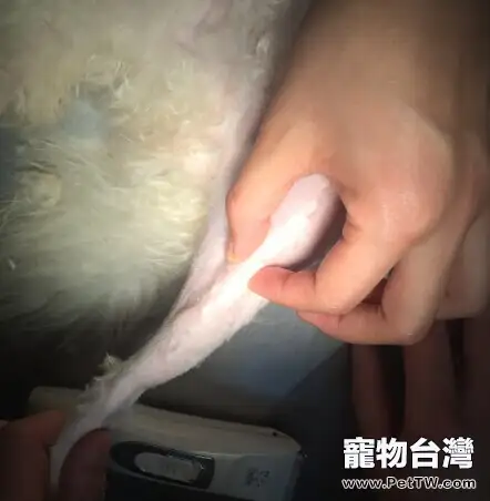 泰迪犬髕骨脫位的診治