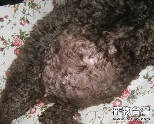 犬發情期與懷孕期的事項