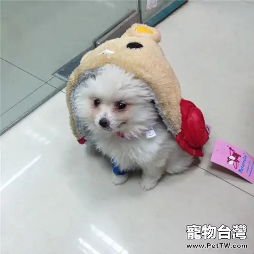 治療細小病毒的偏方(1圖)-寵物台灣