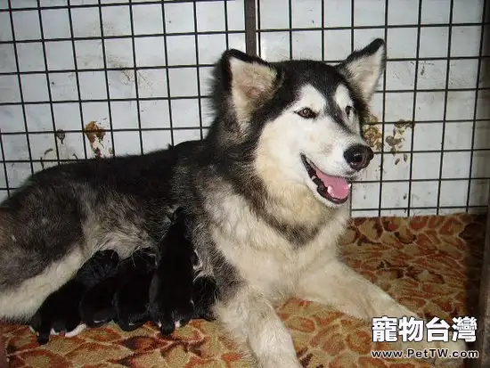 阿拉斯加雪橇犬繁殖要注意哪些方面(1圖)-寵物台灣