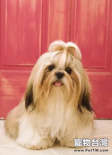如何讓西施犬變得漂亮(1圖)-寵物台灣