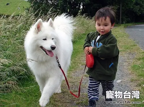 狗狗牽引繩大盤點