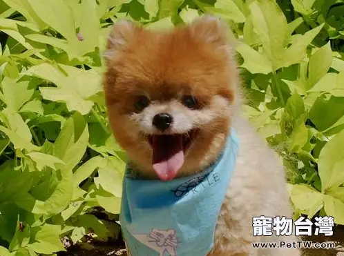 給狗狗自製狗糧的注意事項（1圖）-寵物台灣