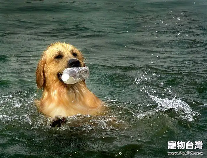 夏季狗狗游泳注意事項
