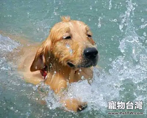 哪些狗狗更擅長游泳