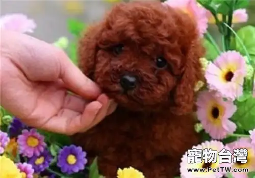 泰迪犬毛髮變色正常嘛