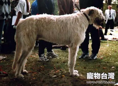 愛爾蘭獵狼犬（Irish Wolfhound）品種介紹