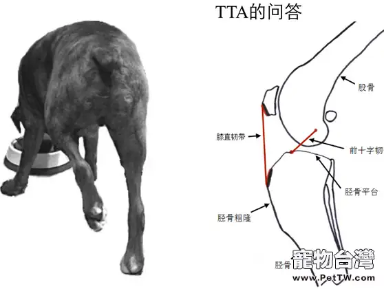 犬後腳跛行，前十字韌帶斷裂的治療FAQ 