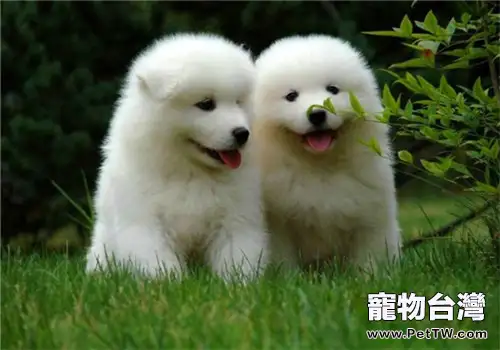 養寵之前需要準備什麼(1圖)-寵物台灣