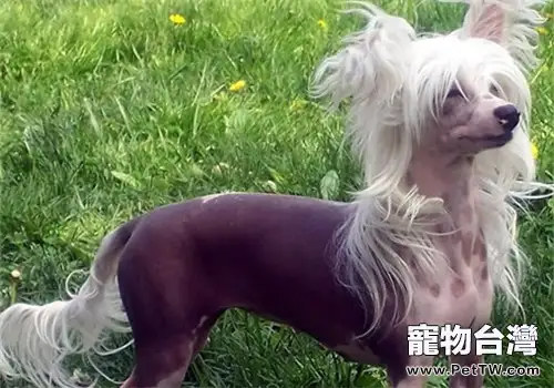 中國最醜狗之冠毛犬(1圖)-寵物台灣