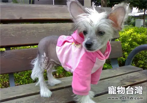 中國冠毛犬冬天怕冷嗎(1圖)-寵物台灣