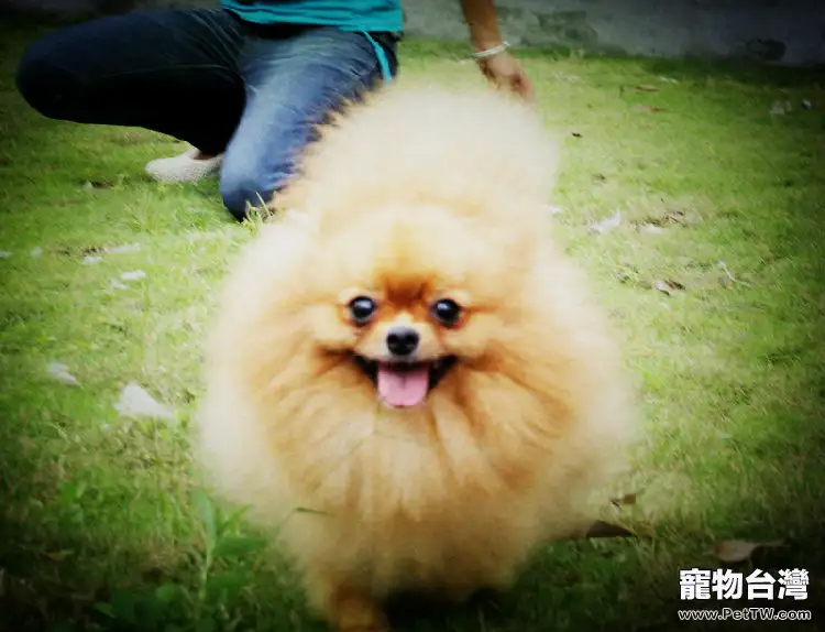 狗狗異位性皮炎的主要症狀(1圖)-寵物台灣