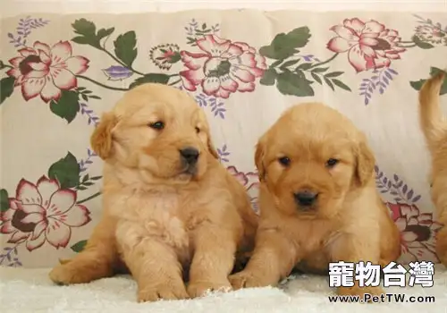 人畜共患病的傳播途徑是什麼(1圖)-寵物台灣