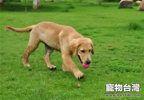 狗狗為什麼怕打雷