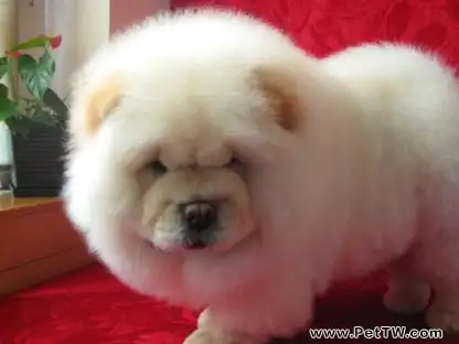 松獅幼犬的飼養要點(1圖)-寵物台灣