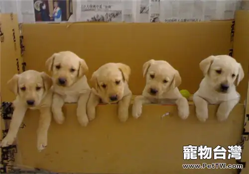 假期寄養狗狗注意事項