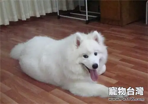 狗狗發情的幾種鑒別方法(1圖)-寵物台灣